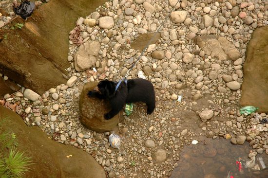 Plastikmuell ist fuer Balou immer interessant