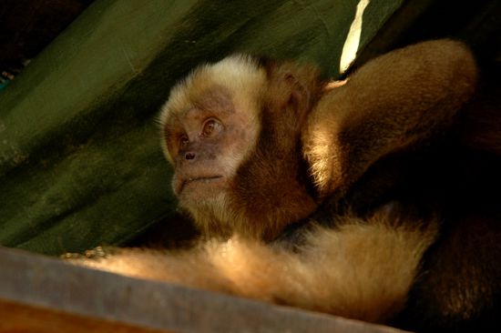 Immer auf der Lauer...