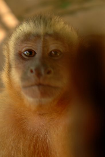 Auch Romero aus dem Affenpark interessiert meine Kamera.