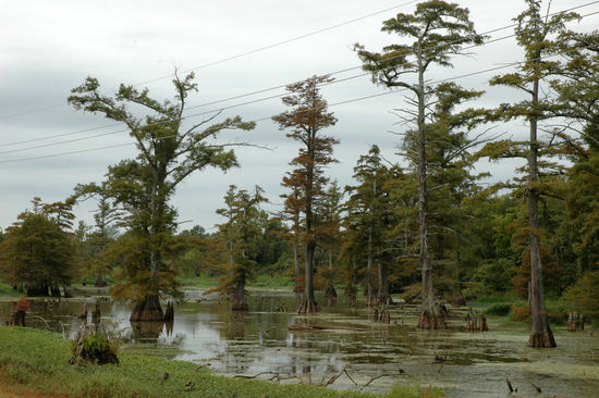 Mississippis Sümpfe