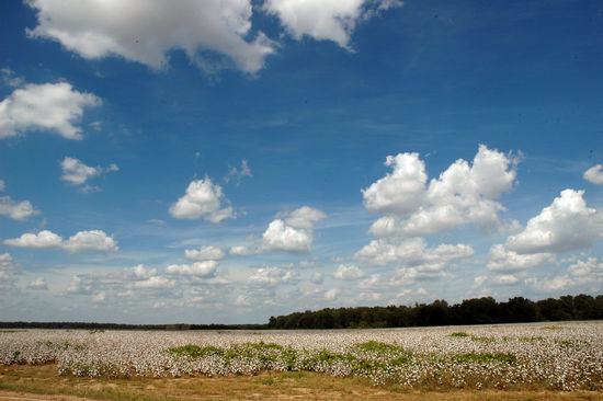 Baumwolle soweit das Auge reicht