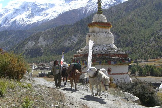 Maultiere als unverzichtbares Transportmittel