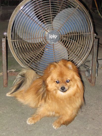 Selbst Wuffi ist es in der Nacht noch zu heiss
- kein Wunder bei dem Pelz! 
(Der Ventilator laeuft wirklich auf Hochtouren!)