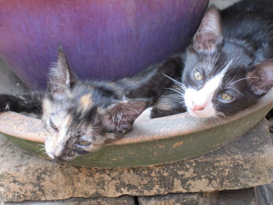 Hier hielten sie ihr Mittagschlaefchen