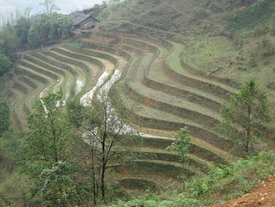 Hier zieht noch der Wasserbueffel den Pflug!
