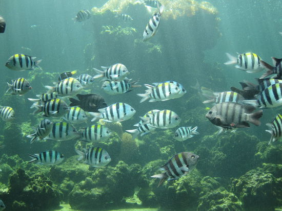 Die habe ich im Aquarium gesehen!