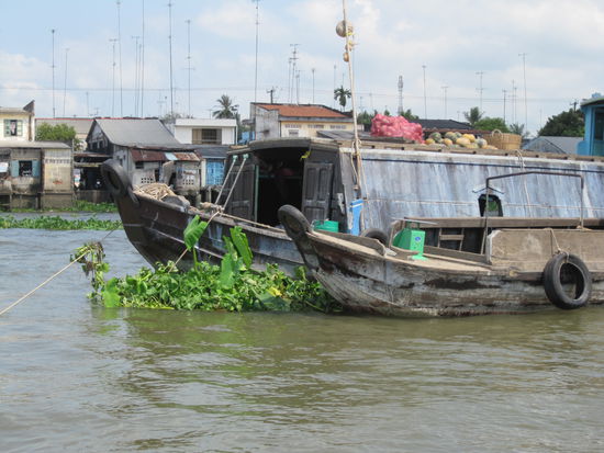 Wasserhyazinthen und Antennenwald gehoeren auch zum typischen Bild