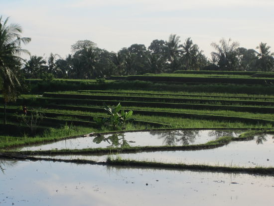 bei Ubud in der Naehe des sunset hill