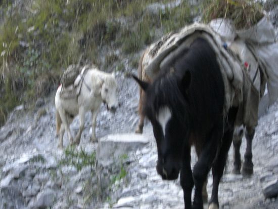 Manchmal sind es richtig schwere Saecke oder auch Gasflaschen (sorry, das Foto ist unscharf)