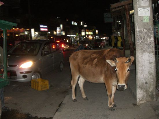 Was die wohl sucht mitten in der Nacht? 