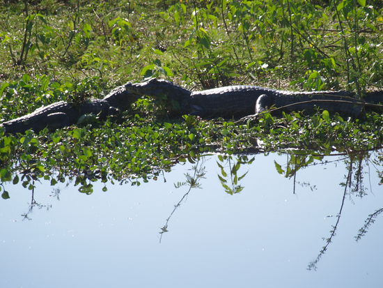 24 Millionen Kaimane leben im Pantanal.