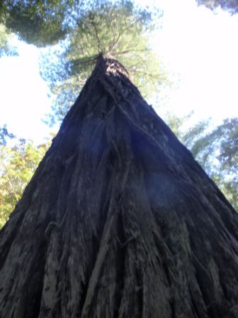 Heute fuhren wir ausgeschlafen los Richtung Meer. Wir fuhren zwischen riesigen Bäumen namens Redwoods durch. Wow, die bis zu über 100 Meter hoch werden können.