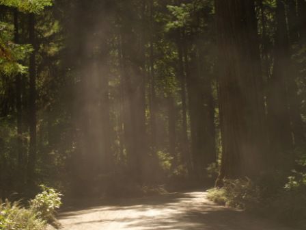 Dann kamen wir an die Küste. Und nein, das ist kein schlechtes Bild. Genauso beginnt die Nebelwand, die fast 24 Std. pro Tag an der Oregonküste hängt.