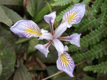 Schöne Orchideen
