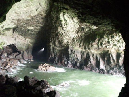 In den Sea Lion Caves ging man mit dem Lift unter die Erde und sah (durch ein Gitter) direkt die Seelöwen in ihrer Höhle.