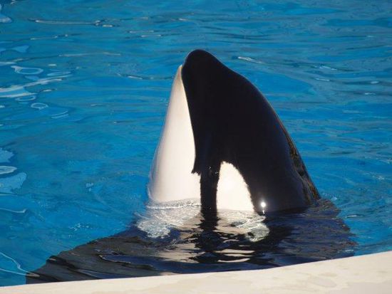 Seaworld war nur punktuell interessant. Die Orkashow war sehr beeindruckend, verdrängt man die Sicht auf den Freiraum der Tiere...