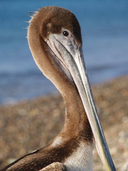 Pelikane gibt es viele!