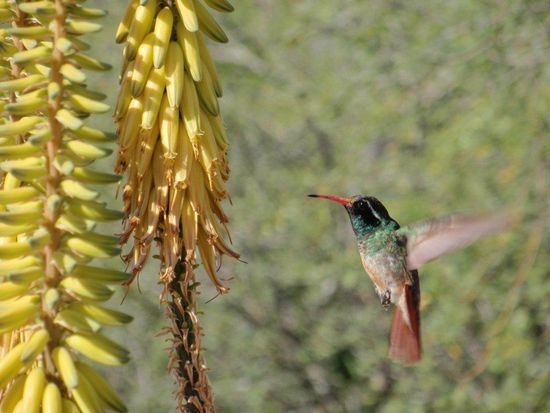 Silas auf der Lauer nach Kolibris, die er fotografieren kann. Ein super Foto!