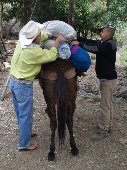 Maultier wird bepackt.