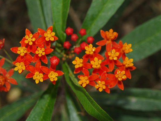 Blumen in der Sierra.