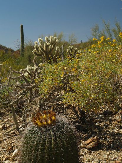 Sacuaro National Park, Arizona