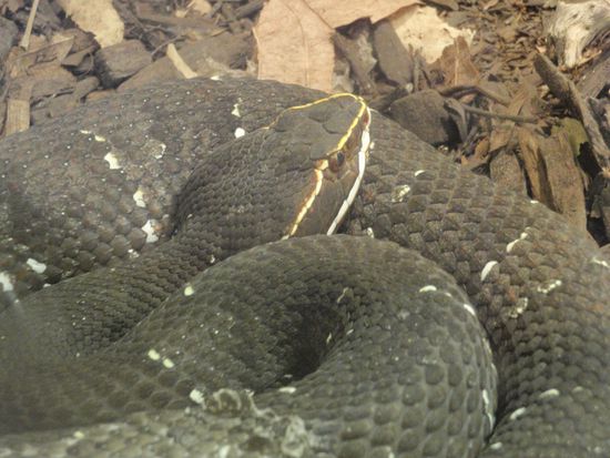 Klapperschlange (Crotalus)