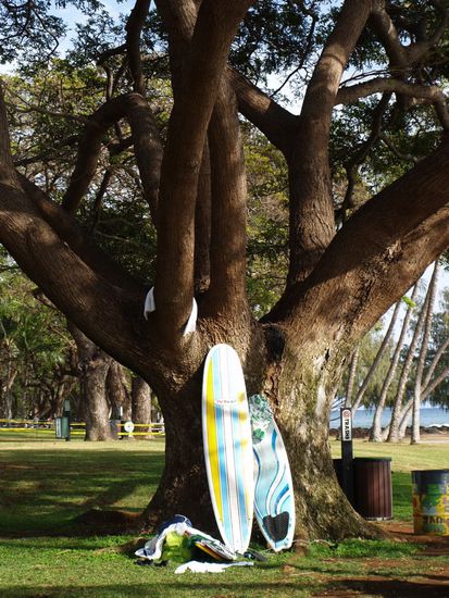 Wahrzeichen von Hawaii: Surfen