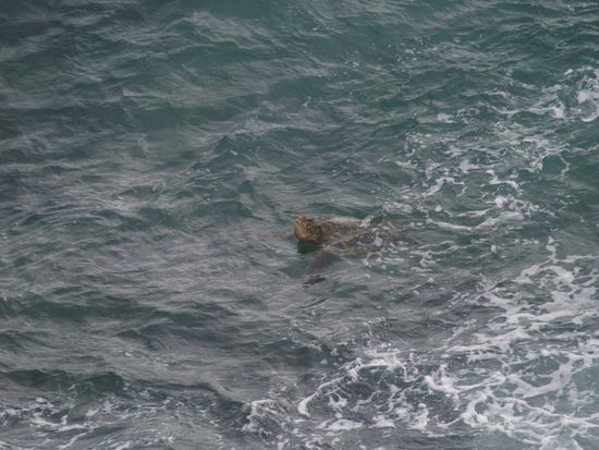 Die Green Sea Turtle