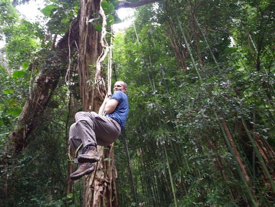 Tarzan spielen bei einem Spaziergang auf der Nordseite der Insel, die Fahrt nach Hana
