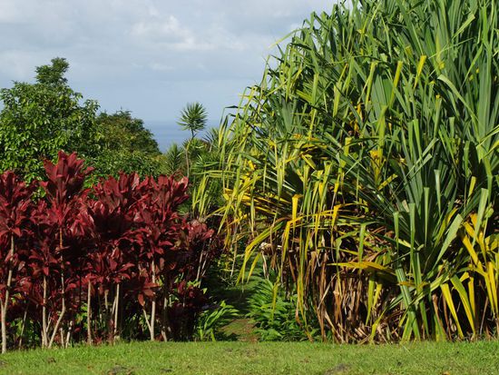 Orte, die aussehen wie botanische Gaerten