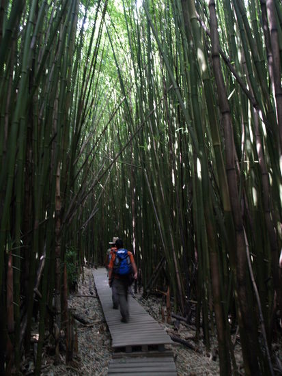Bambuswald im Halekala National Park, Maui, Hawaii
