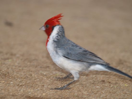 Ein typisch hawaiianischer Vogel, sieht man oft