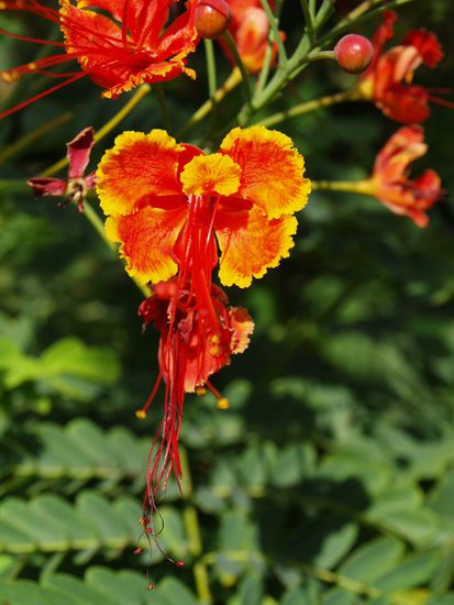 Wunderschoene Blume auf Big Island