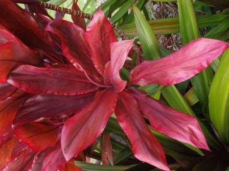 Blume auf Kauai