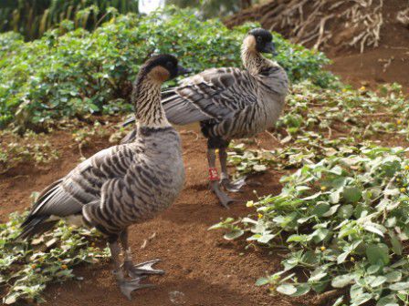 Nene, Vogel aus Hawaii