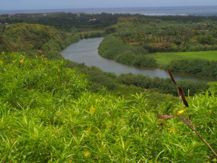 Dichte Vegetation an der Nordkueste Kauais. Dieser Unterschied von Nord zur Suedkueste haben wir auf jeder Insel beobachtet