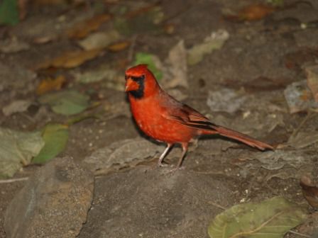 Hier der Northern Cardinal Bird