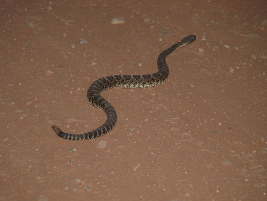 Yuphie! Wilde Klapperschlange!