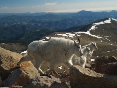 Bergziegen in der USA, die gibt es ueberall, in diesem Falle auf dem Mt Evans