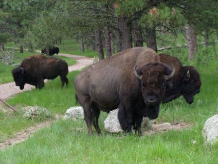 In South Dakota, im Wind Cave National Park, haben wir dann zum ersten Mal Bekanntschaft mit Bisons gemacht. Es hat uns die Schnuersenkel aufgerissen, da standen sie, 2 Meter neben unserem Camp...
