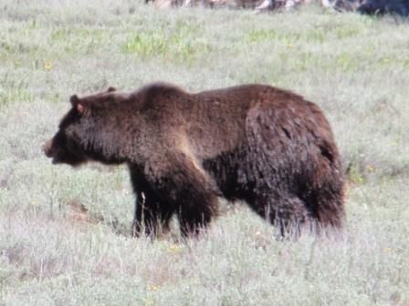 Dann, im Grand Teton National Park, Wyoming: kaum eine Stunde im Park, und vor uns rennt ein Grizzly Baer ueber die Strasse. Was fuer ein Erlebnis!