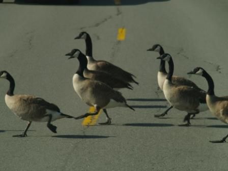 Unschlagbar was das Wildlife anbelangt, es gibt wirklich massenhaft davon im Yellowstone!