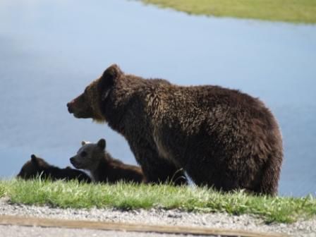 Schon am zweiten Tag beobachten wir diese Grizzlymutter mit ihren 3 Jungen. Es bleibt uns unvergesslich!