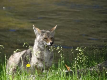 Nein, dass ist kein Wolf, das ist ein Coyote