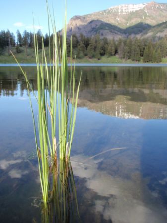 Silas - Foto