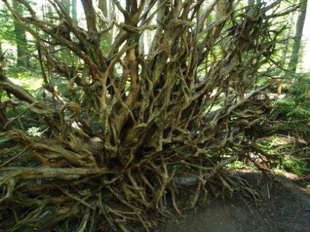 Auf einer Wanderung durch einen alten Wald trafen wir auf mehrere umgestuerzte alte Baeume, die sagenhaft gross waren...