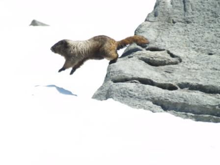 Marmot auf der Flucht