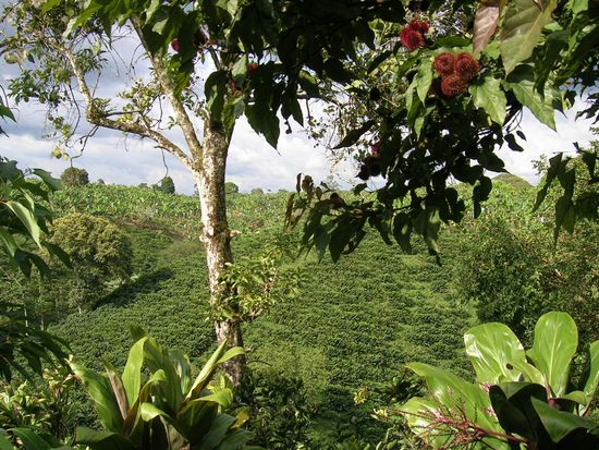Aussicht von unserem Zimmerbalkon auf die Kaffeeplantage