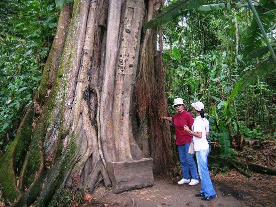 200 Jahre alter Baum