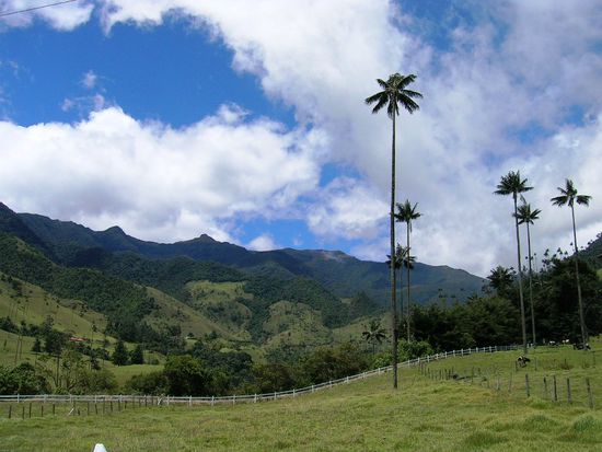 Valle del Cocora und die Wachspalmen